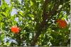 Grenadier en fleurs - Pomegranate tree - Punica granatum - Dukan