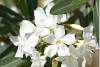 Laurier rose blanc - White oleander - Nerium oleander - Dukan