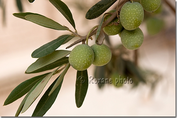 Olives - Erbil