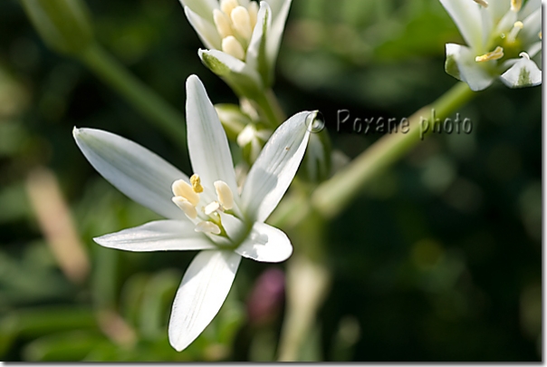 Ornithogale en ombelle - Ornithogalum umbellatum - Liliaceae - Piraka