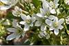Ornithogale en ombelle - Liliaceae - Ornithogalum umbellatum - Amadiyah - Amedi