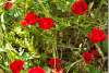 Pavots rouges - Red poppies - Amedi - Amadiya - Amadiyah