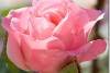 Rose rose - Pink rose - Rosa - Ankawa