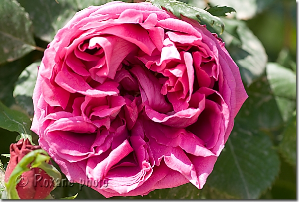 Rose de Damas - Damascus rose - Rosa Damascena - Erbil