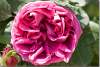Rose de Damas - Damascus rose - Rosa Damascena - Erbil