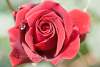 Rose rouge - Red rose - Rosa - Erbil