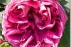 Roses de Damas - Damascus roses - Rosa Damascena - Erbil - Hawler