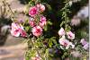 Roses trémières - Althaea rosea - Hollyhocks - Koyasandjak - Koya Sandjak