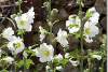 Roses trémières - Alcea rosea - Hollyhocks - Karaoula