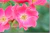 Eglantine - Rosier rubigineux - Rosa rubiginosa - Erbil