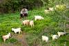 Berger et son troupeau - Shepherd and his herd - Amedi - Amadiyah - Amedy