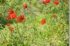 Coquelicots dans la montagne - Poppies in the mountain - Amadiya - Amedi - Amedy - Amadiyah - Amadiyeh