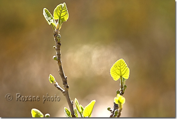 Printemps à Amadiya - Spring in Amedi - Amady - Amedi - Amedy - Amadiyah - Amadiyeh