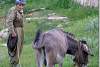 Villageois et son âne - Villager and his donkey - Amadiya - Amedi - Amedy - Amadiyah - Amadiyeh