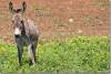 Ane commun - Donkey - Equus asinus - Levo