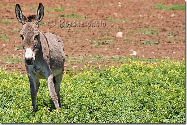 Ane commun - Donkey - Equus asinus - Levo