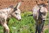 Anes à poil long - Long haired donkeys - Levo