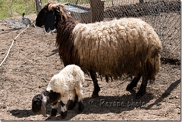 Brebis et son agneau - Sheeps - Amedi - Amadiya - Amadiyah