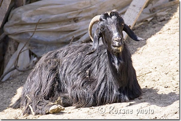 Chèvre noire à poil long - Black long-haired goat - Amedi - Amadiyeh