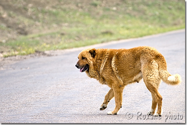 Chien berger - Sheepdog - Salahaddin