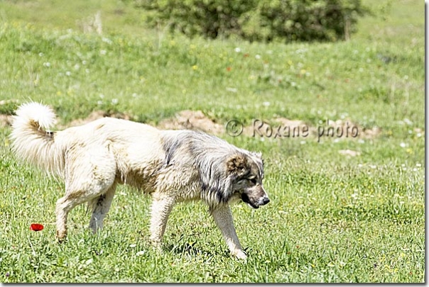 Chien de berger kurde - Kurdish sheepdog - Amadiya - Amedi