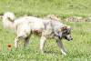 Chien de berger kurde - Kurdish sheepdog - Amadiya - Amedi