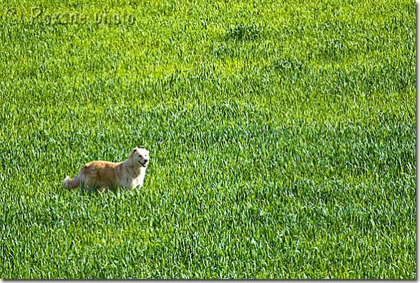 Chien kurde - Kurdish dog - Piraka