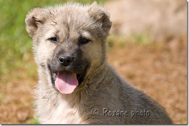 Chiot berger kurde - Kurdish shepherd puppy - Amedi - Amadiyah