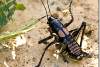 Sauterelle decticelle mâle - Decticelle Male grasshopper - Shanidar - Shanadar