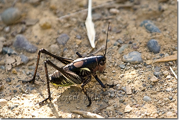 Decticelle mâle - Decticelle - Male grasshopper - Shanidar