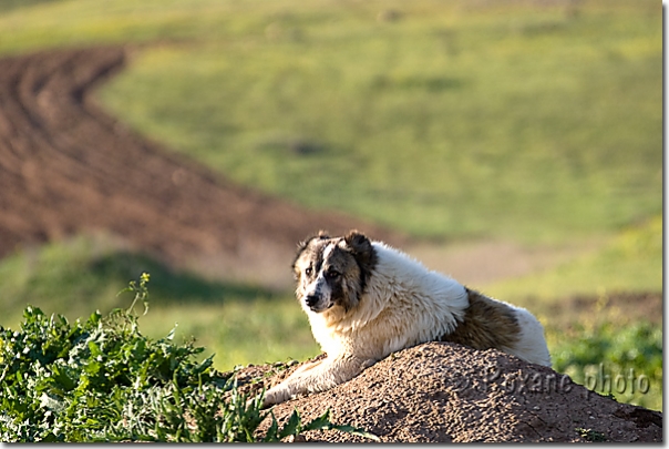 Chien - Dog - Piraka - Pireke