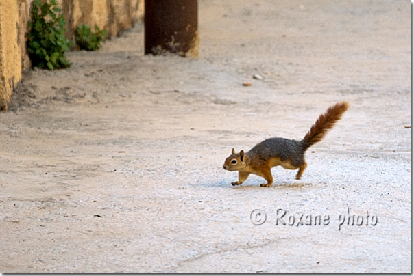 Ecureuil du Caucase - Causasian squirrel - Amadiyah - Amedi