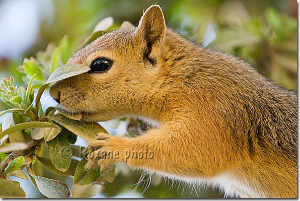 Ecureuil de Perse ou écureuil du Caucase - Persian squirrel or Caucasian squirrel - Sciurus anomalus - Amadiyah - Amedi