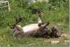 Ane et séance de gymnastique - Donkey - Equus asinus - Amadiyah