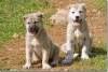 Chiots kurdes - Kurdish puppies - Amadiya - Amedi