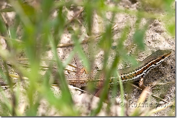 Lézard brun - Lizard - Lacerta - Amadiyah - Amedi