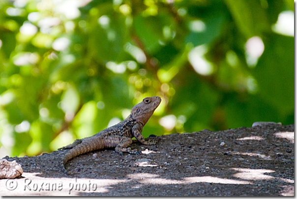 Lézard - Lizard - Lalesh - Lalish