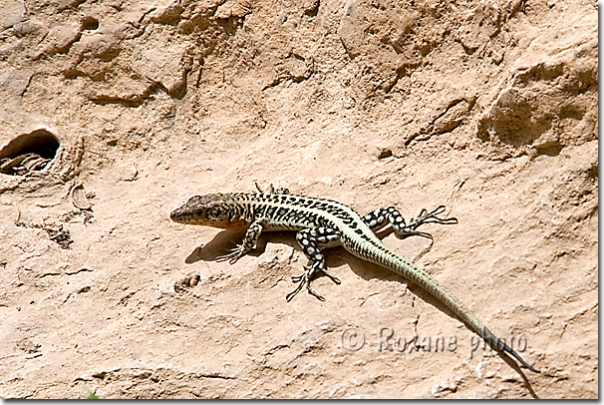 Lézard - Lizard - Lacerta - Duhok - Dohouk