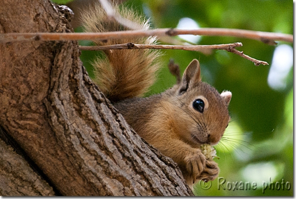 Ecureuil sur un mûrier - Squirrel on a mulberry tree - Lalesh - Lalish