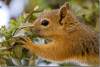 Ecureuil de Perse ou écureuil du Caucase - Persian squirrel or Caucasian squirrel - Sciurus anomalus - Amadiyah - Amedi