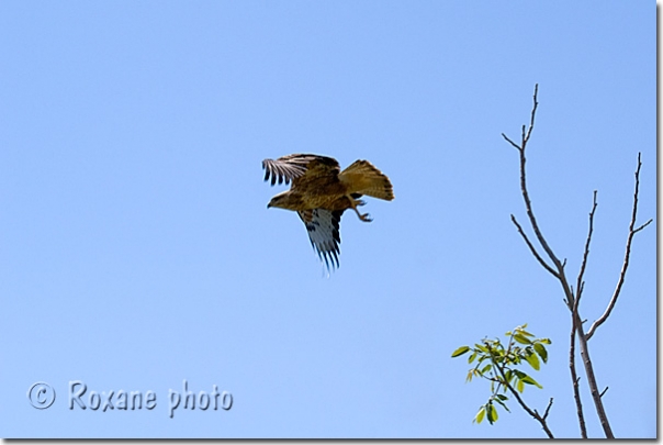 Rapace - Predator - Amadiyah - Amedi