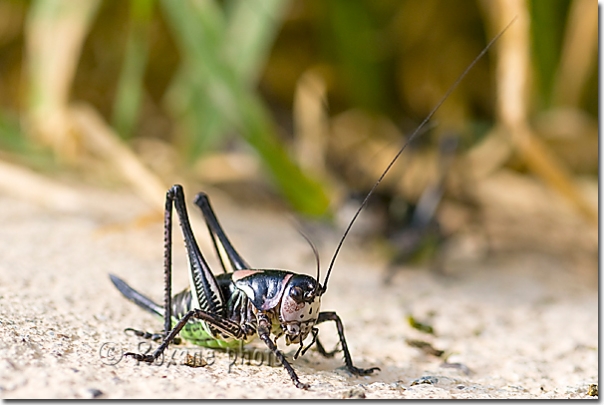 Sauterelle femelle - Decticelle - Female grasshopper - Shanidar - Shanadar