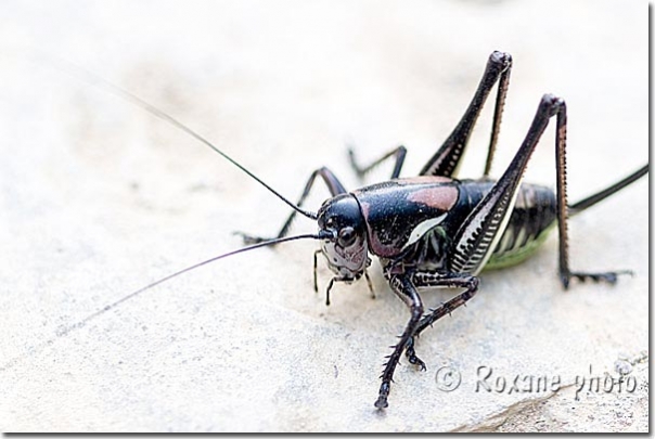 Sauterelle decticelle femelle - Decticelle female grasshopper - Shanidar  Shanadar