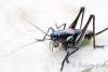 Sauterelle decticelle femelle - Decticelle female grasshopper - Shanidar  Shanadar