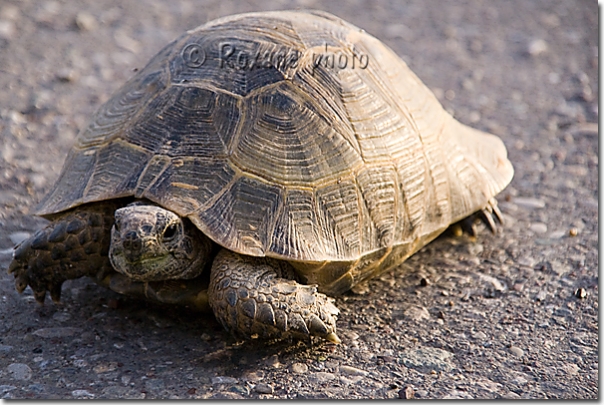 Tortue turque - Turkish turtle - Testudo graeca - Salahaddin