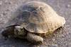 Tortue turque - Turkish turtle - Testudo graeca - Salahaddin