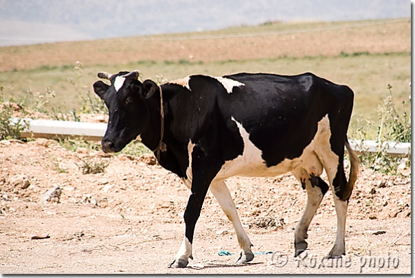 Vache - Cow - Said Sadiq - Saidsadiq