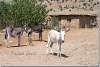 Enfant et ses ânes - Children and donkeys - Route de Barzan