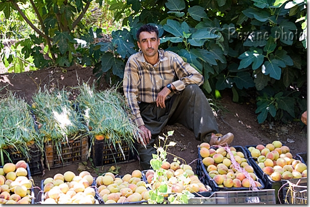 Vendeur de pêches - Peaches seller - Route de Barzan