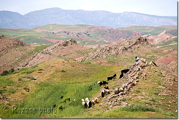 Berger et son troupeau dans la montagne - Shepherd and his flock in the mountains - Cembkurik